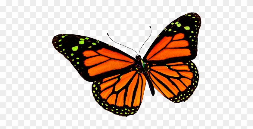 Изображение Для Плейкаста - Circle Of Life: Life Cycle Of A Butterfly #1279533