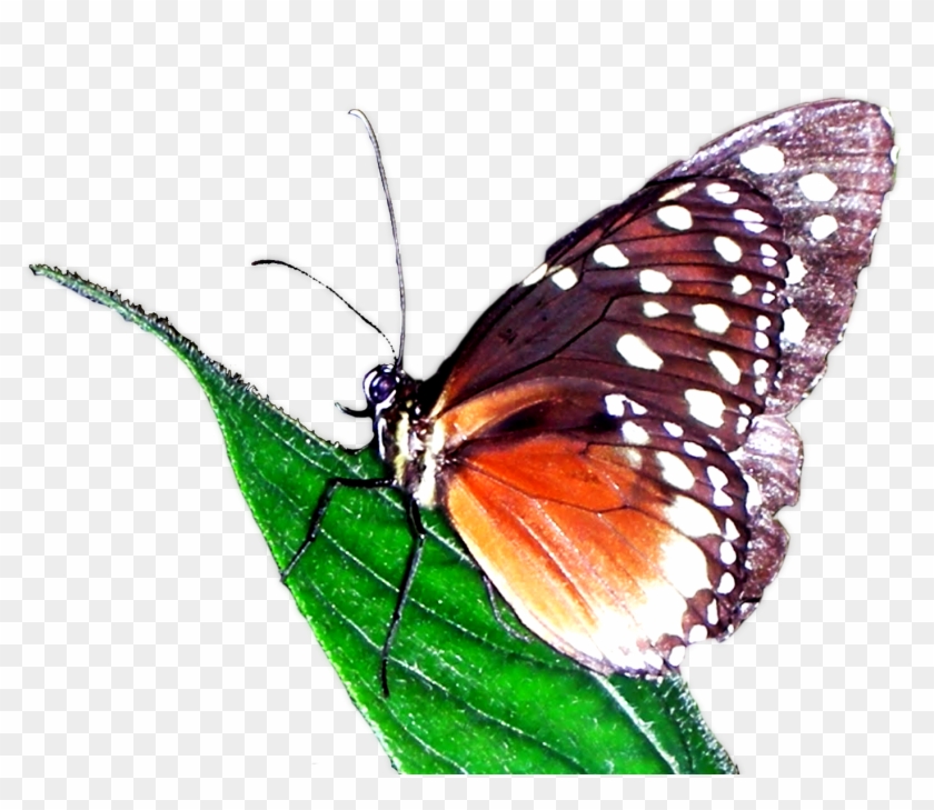 Historia - Monarch Butterfly #1279535