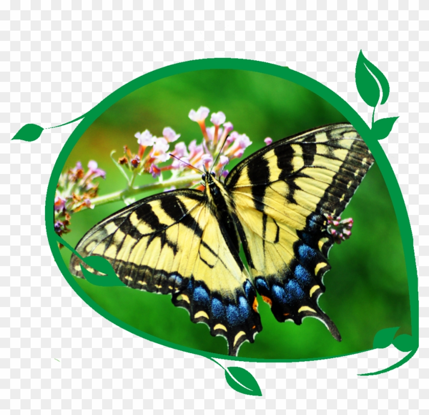 Butterly Butterfly - National Learn About Butterflies Day #1279539