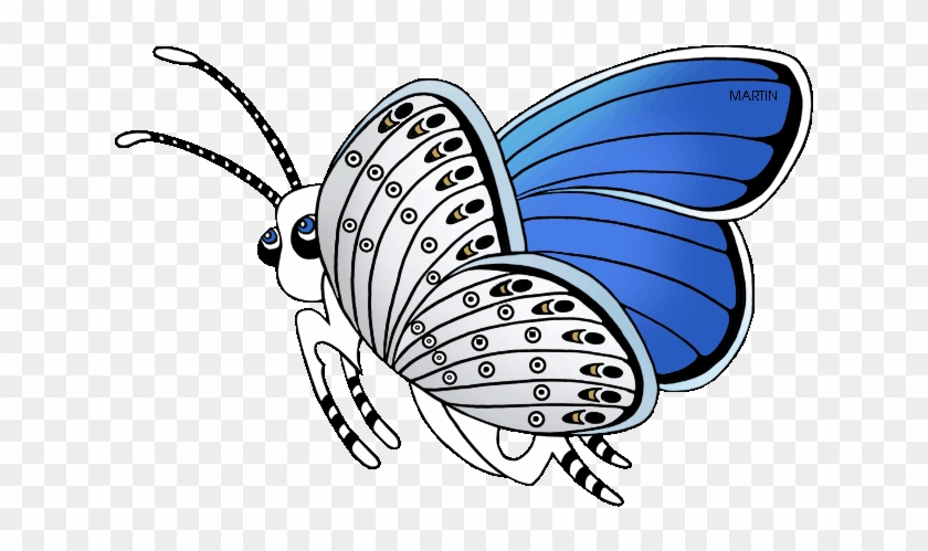 Karner Blue Butterfly - Short-tailed Blue #1279801
