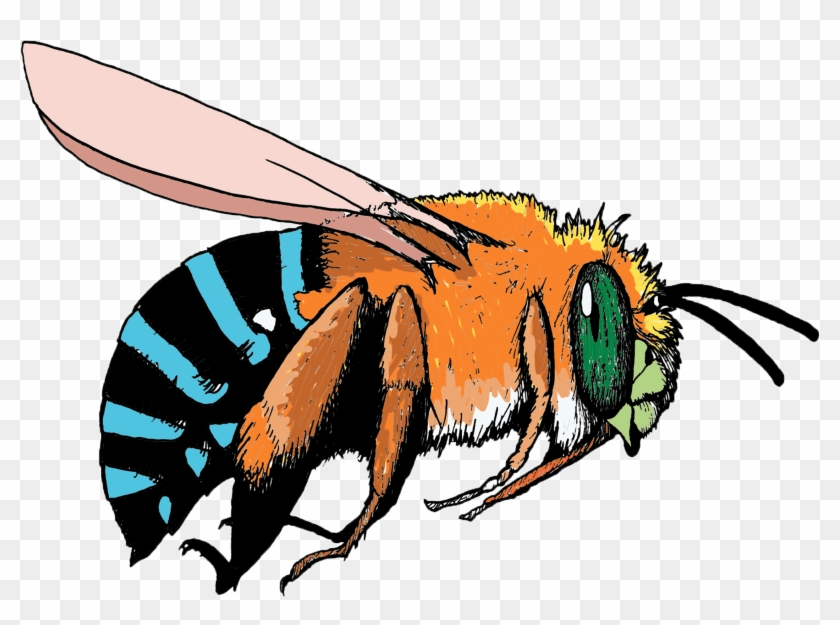Blue Banded Bee No Background1 - Amegilla Cingulata #1279804