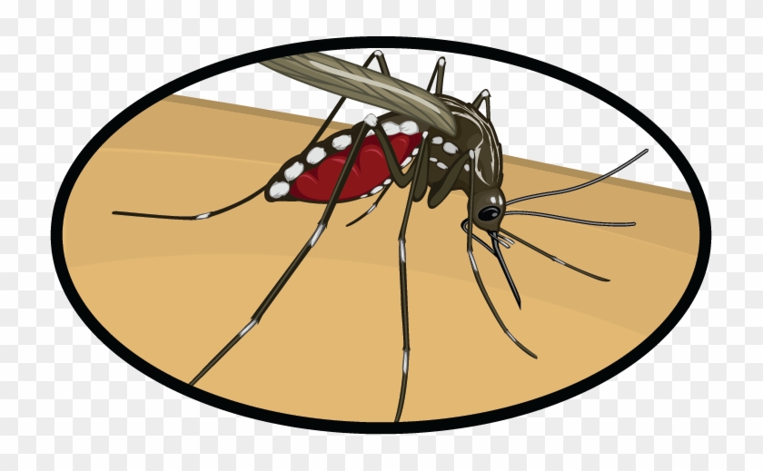 Here's What You Need To Know About The Zika Virus To - Illustration #1279806