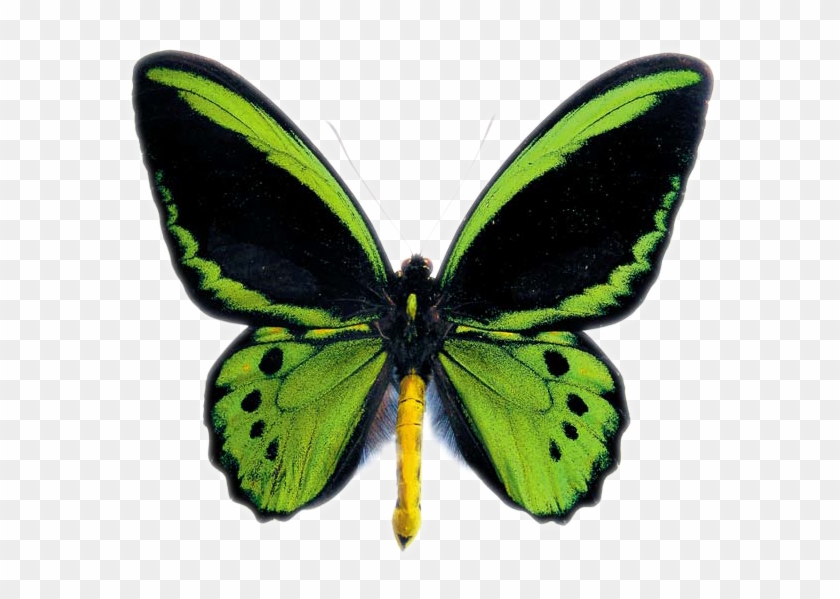 Australian Butterflies Logo - Ornithoptera Priamus Poseidon #1279811
