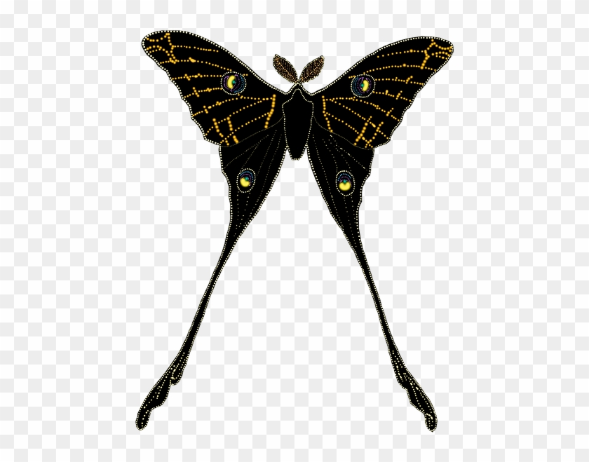 Animal, Butterfly, Insect, Isolated, Silhouette - Butterfly #1279815