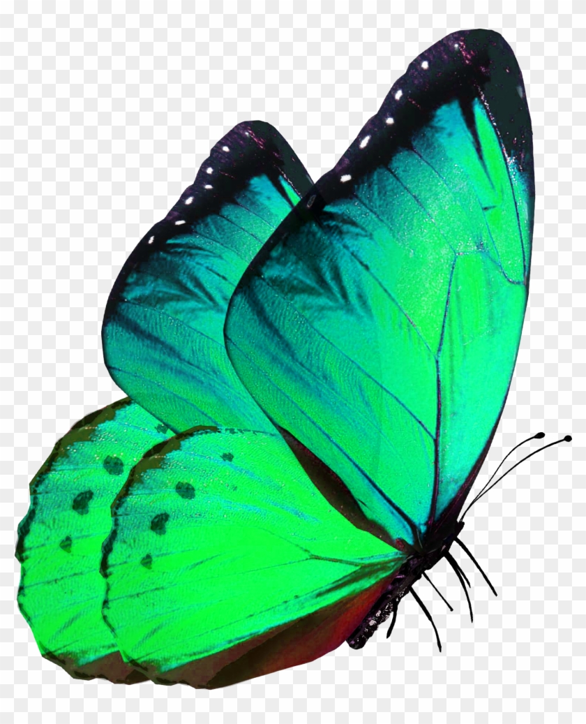 Butterfly Transparency And Translucency - Borboleta Azul Pousando Png #1279817