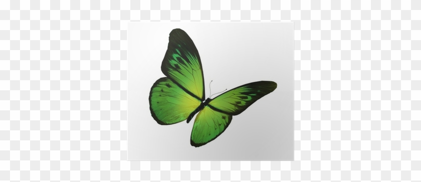 Green Butterfly Flying, Isolated On White Background - Blue #1279832