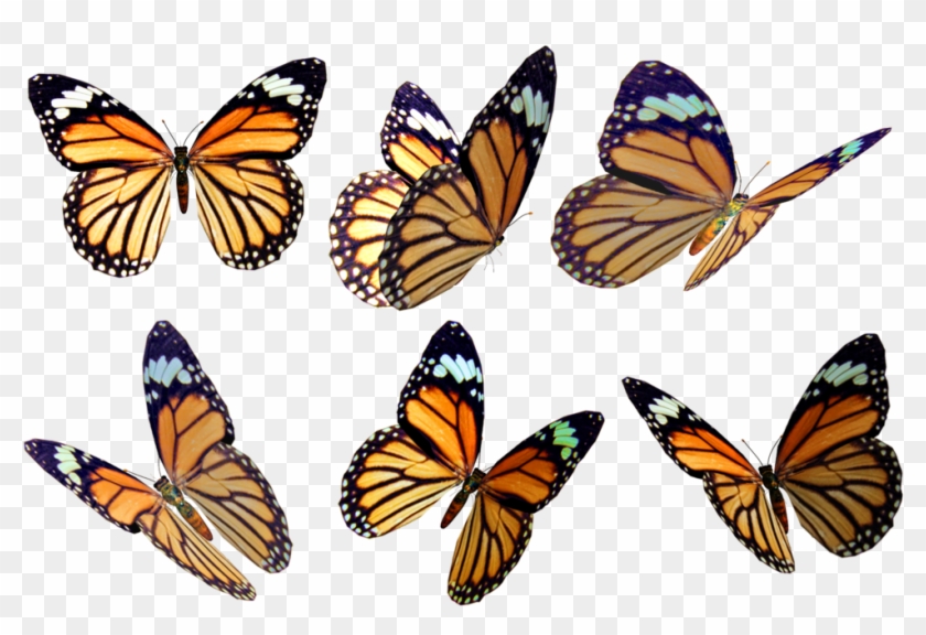 Monarch Butterfly Drawing Color Photography - Mariposas Naranjas Con Negro #1279860