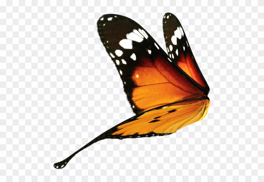 Butterfly Wings By Doloresminette - Butterfly Wings Side View Png #1280019
