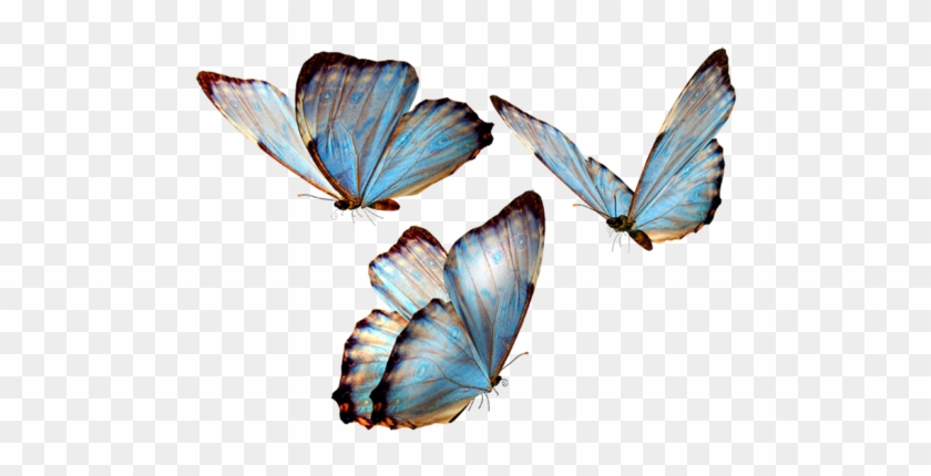 Butterflies In Png - Cb Butterfly Png #1280065