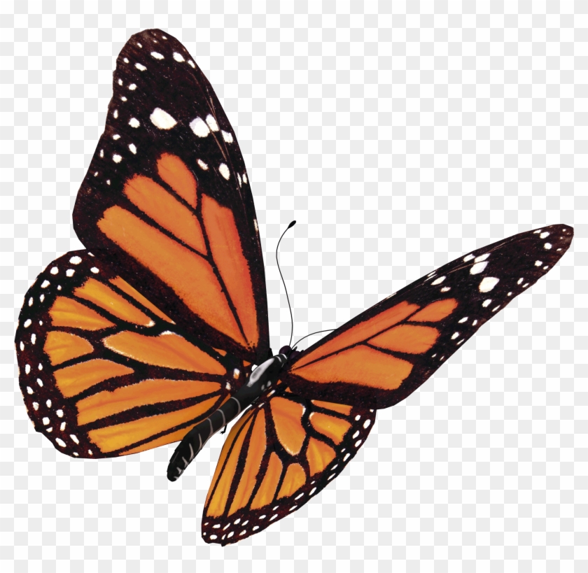 Papillon - Monarch Butterfly Png #1280072