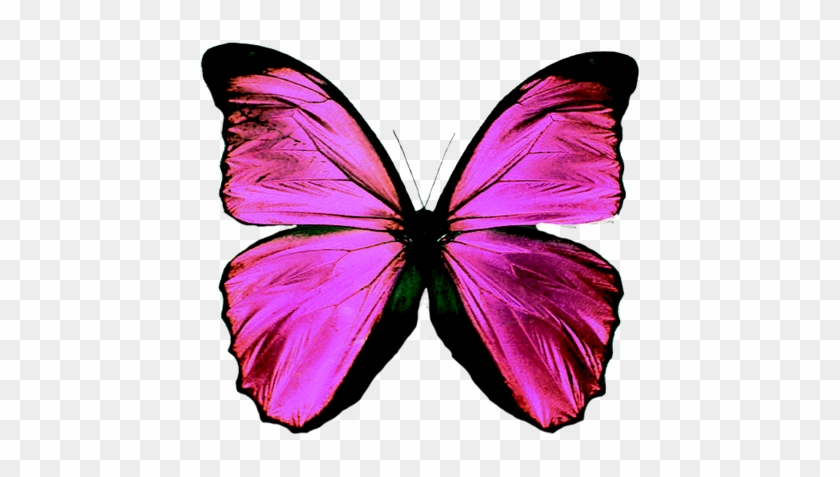 Mariposa1 - Things That Are Blue #1280075