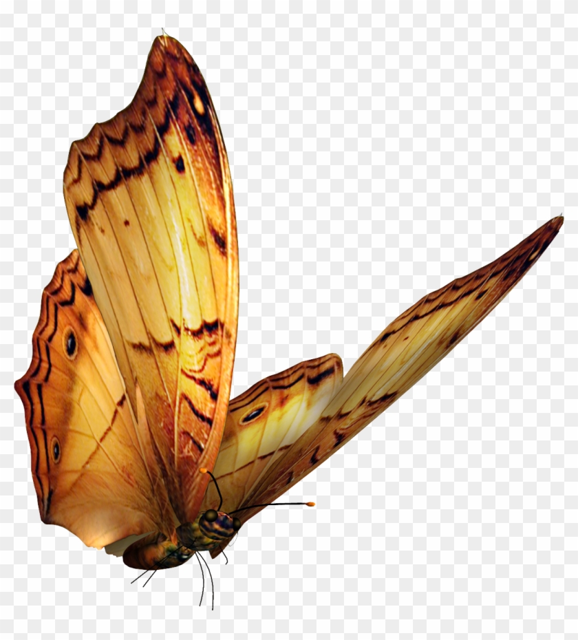 Mariposas Png - Butterfly Psd #1280078