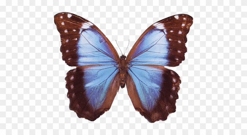 Common Blue #1280080