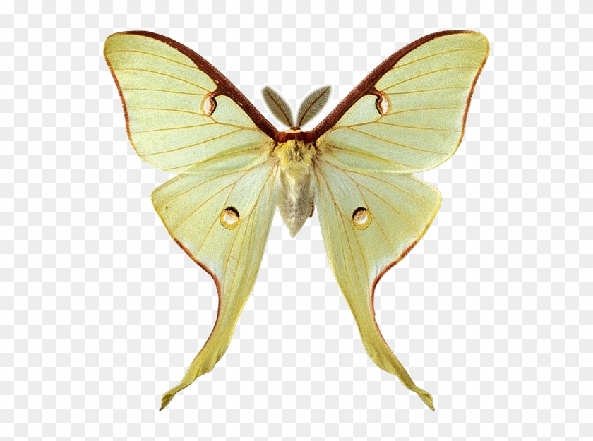 Actias Luna - Moth With Feathery Antennae #1280103
