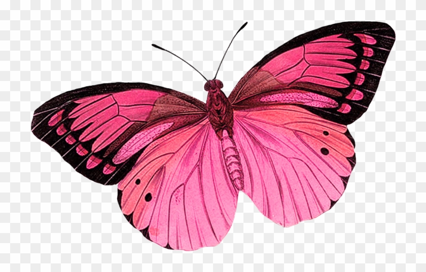 Butterfly Clipart Photo By - Purple Butterfly Tattoo Designs #1280291