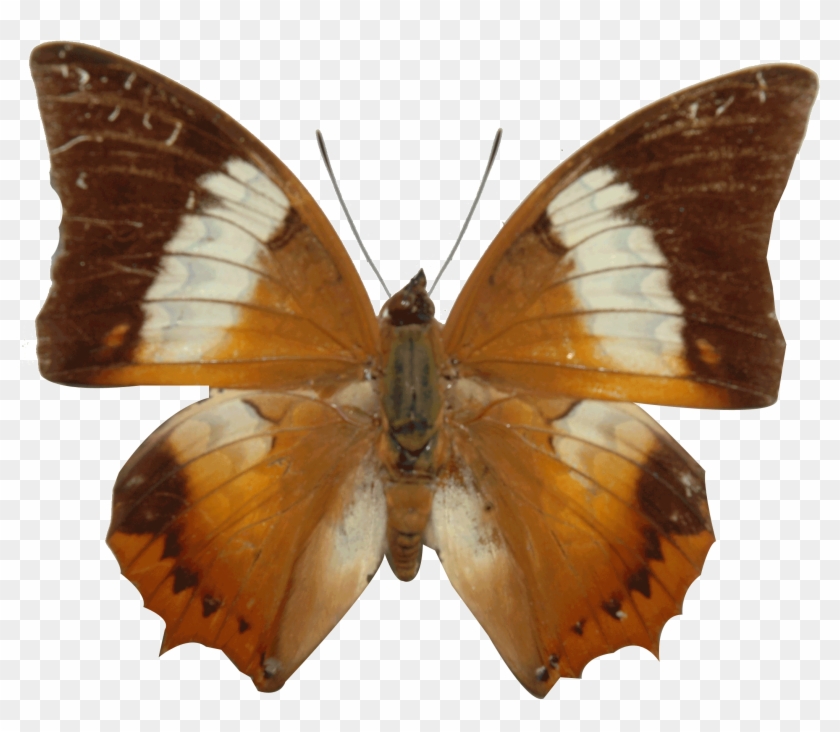 ผีเสื้อตาลหนามแดง The Tawny Rajah Charaxes Bernardus - Photograph #1280562