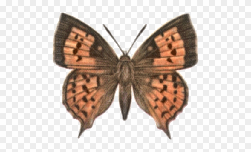 Common Scarlet Male Common Scarlet Female - Brown Hairstreak #1280572