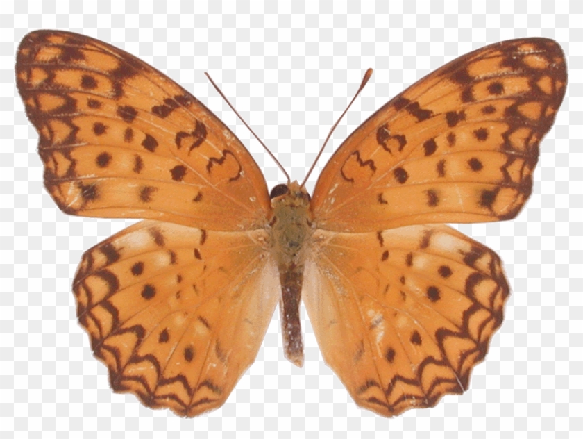 Butterfly #1280577