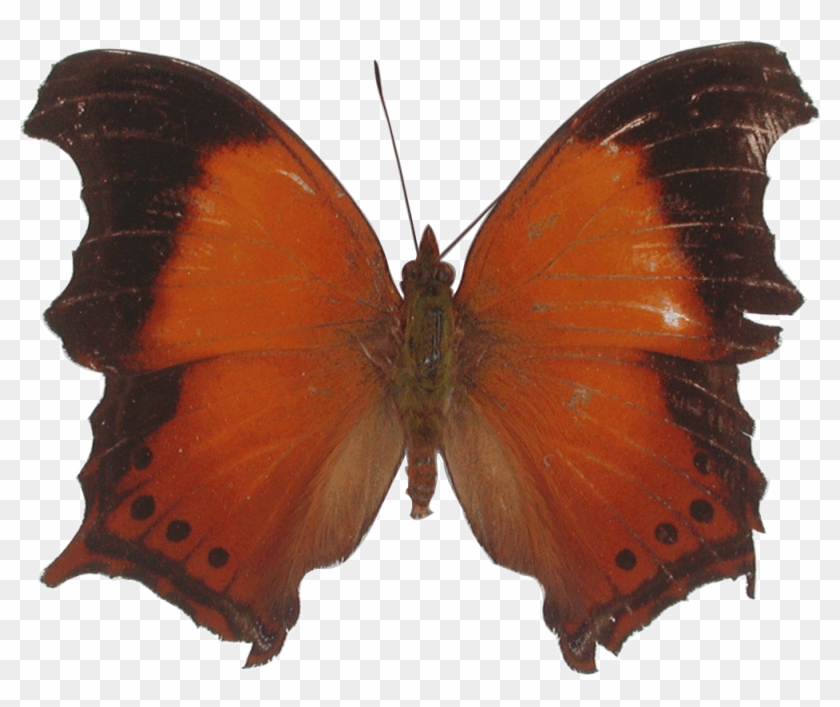 Butterflies - การหาชื่อผีเสื้อกลางวัน - Brown Hairstreak #1280600