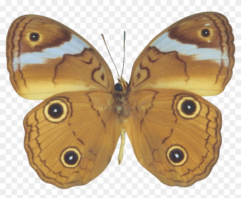 Written By Dreamland In Butterfly On 20 February 2014 - Butterflies And Moths #1280625