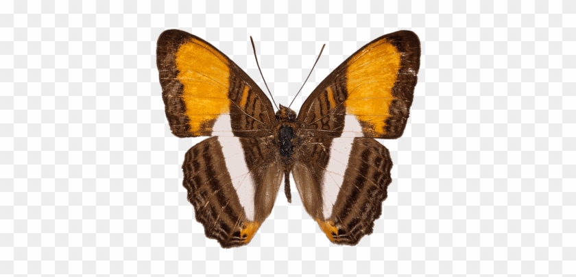 Filed Under Butterflygreentexascuba - Adelpha Cytherea #1280641