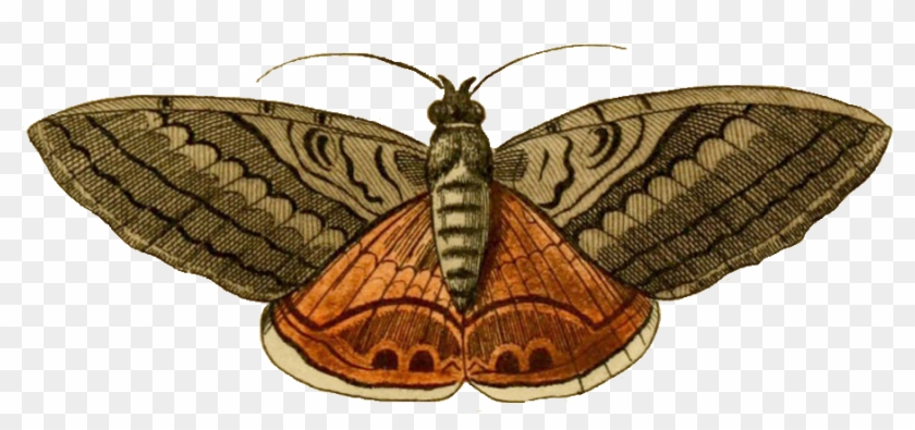 Clip Art Of Moth #1280657