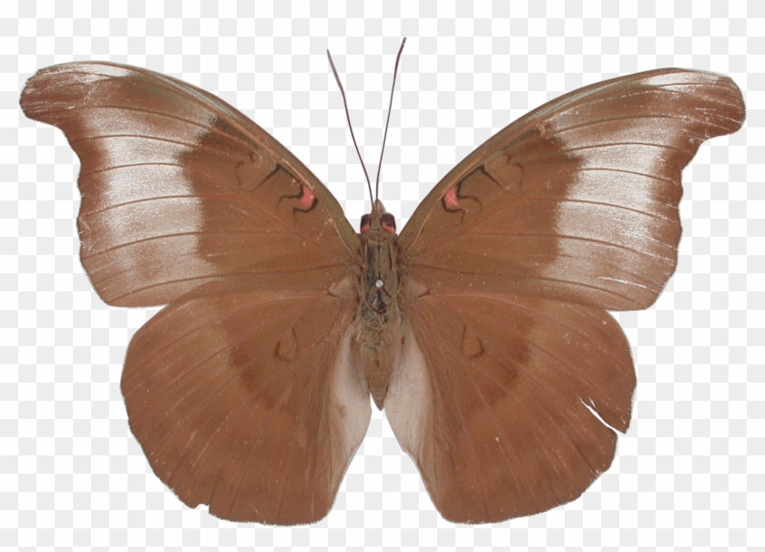 ผีเสื้อดุ๊คจุดแดง The Redspot Duke - Brush-footed Butterfly #1280663