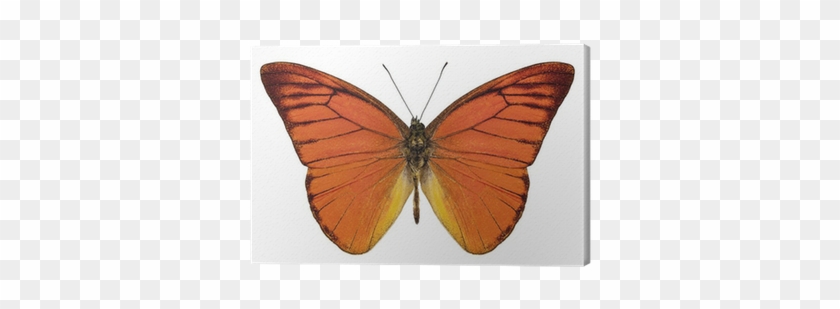 Orange Butterfly Species Appias Nero Neronis "orange - Appias Nero #1280671