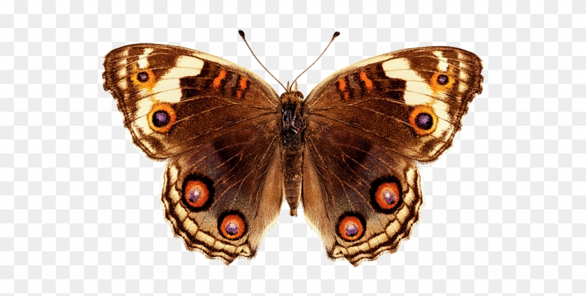 Click And Drag To Re-position The Image, If Desired - Schmetterlingarten #1280681