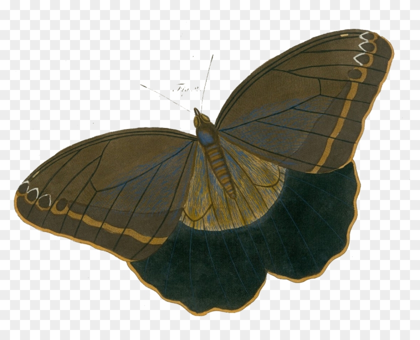 Free Vintage Illustrations Butterfly - Allposters.de Giclée-druck: Surinam Butterflies, 61x46cm. #1280687