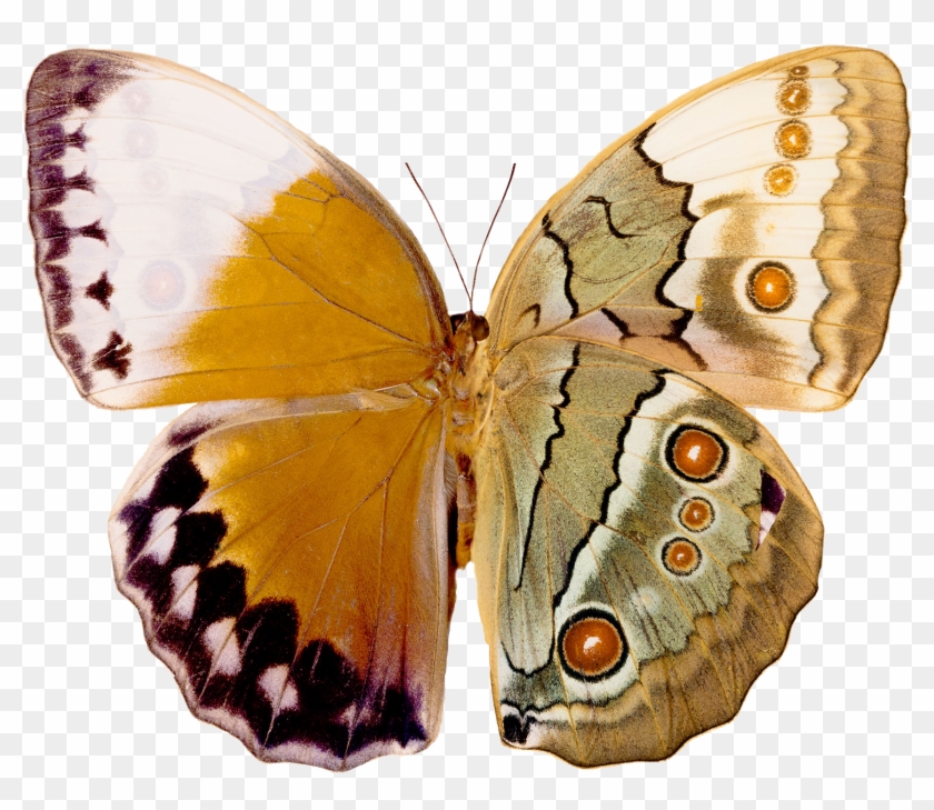 I Hope This Site Can Help Ease Some Of Those Stress - Underside Of Butterfly Wings #1280693