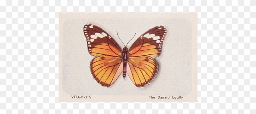Monarch Butterfly #1280710