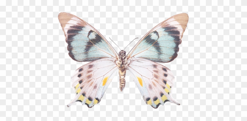 White Green And Yellow Butterfly - Yellow #1280724