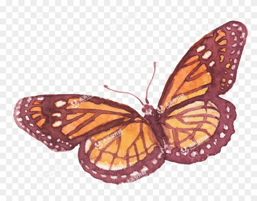 2只蝴蝶 - Monarch Butterfly #1280729
