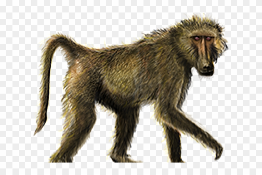 Baboon Png Transparent Images - American Cheetah #1280776