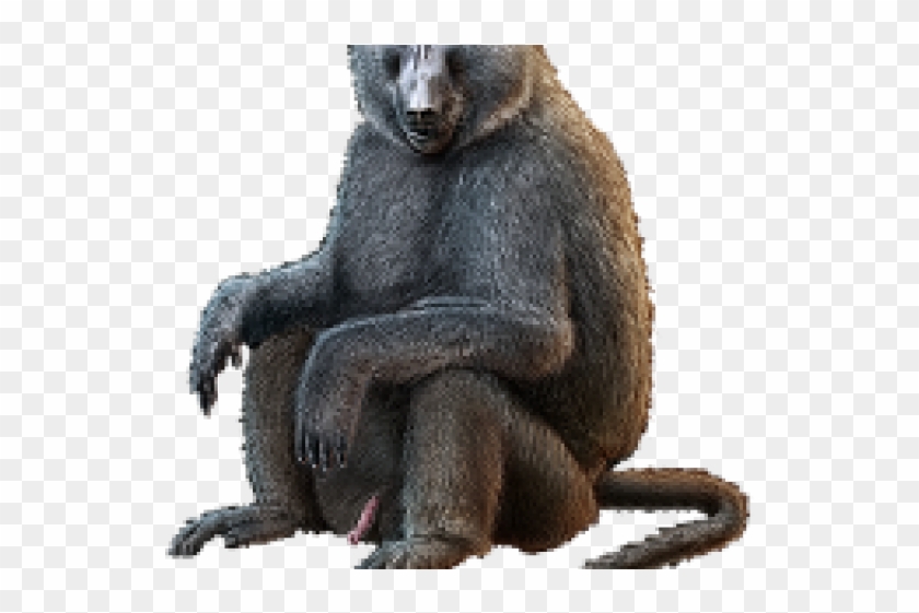 Baboon Png Transparent Images - Baboon #1280788