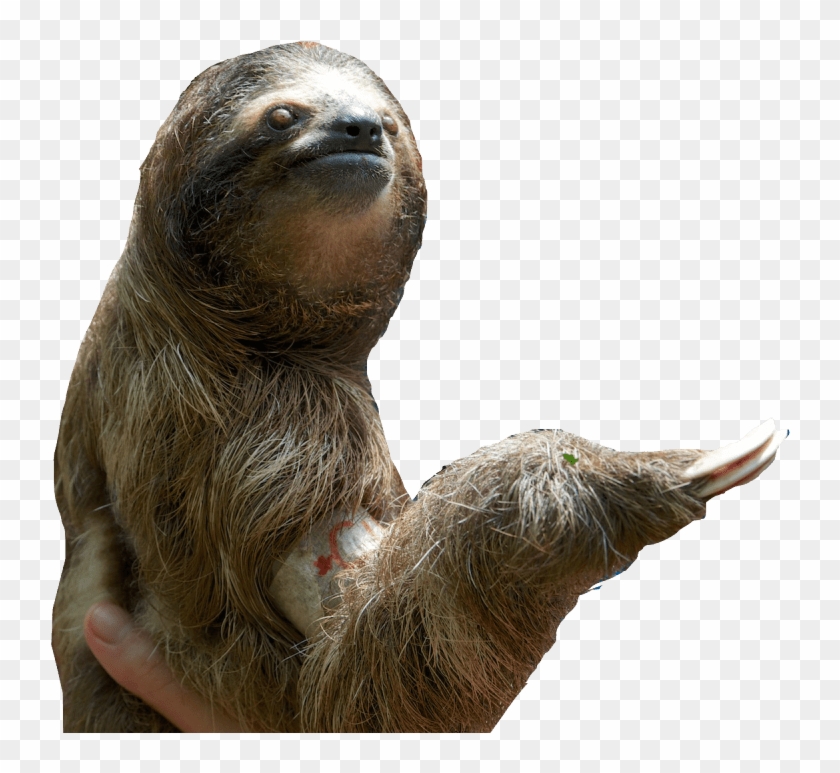 Three Toed Sloth Png #1280803