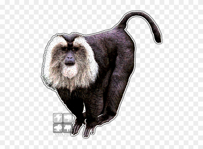Lion-tailed Macaque Decal - Lion Tailed Macaque Drawing #1280809