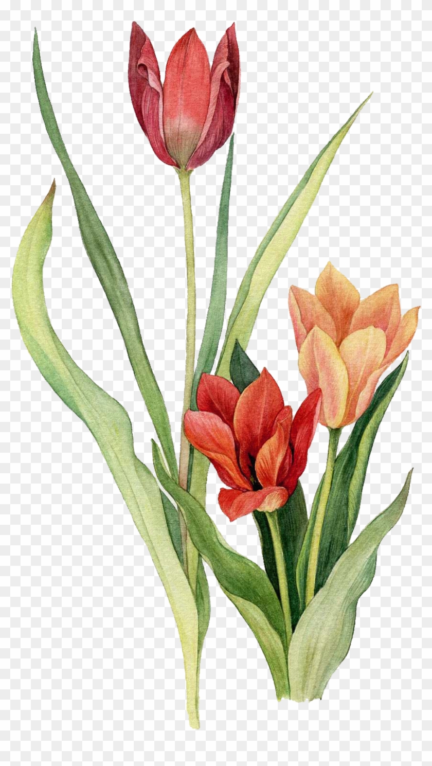 Tulip Flower Watercolor Painting Drawing - Drawing Tulips #1280906