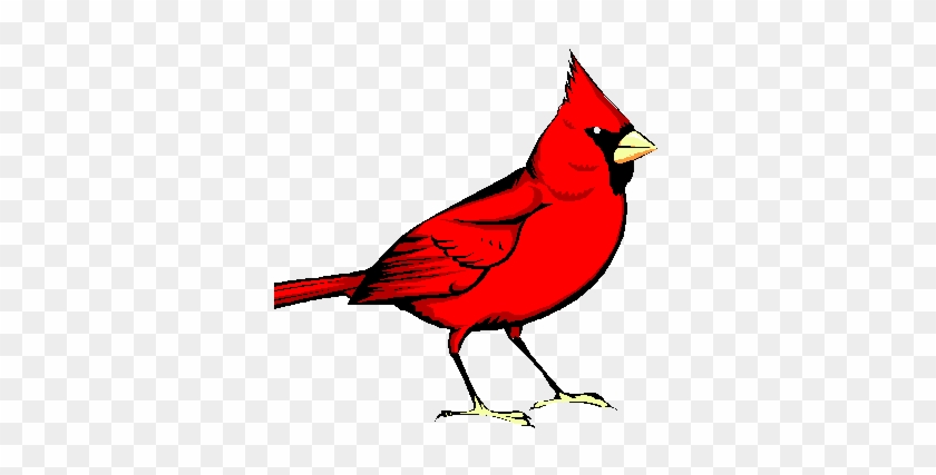 Cardinal Consignment - New York Bird Feed, 5 Lbs #1280929