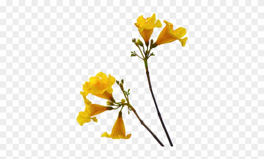 Flower Png Picture Png Images - Flower Png With Stem #1281378