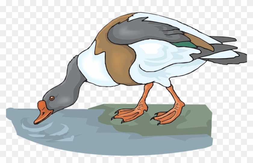 Duck Free Vector Graphics On Pixabay - Animal Drink Water Clipart #1282094