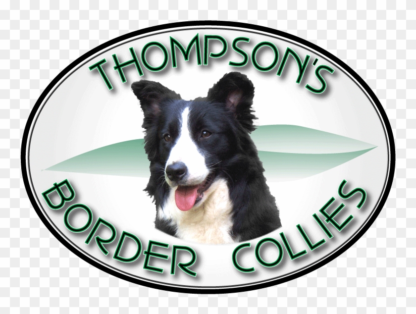 Thompson Border Collies & Pet Boarding Facility - Border Collie #1282187