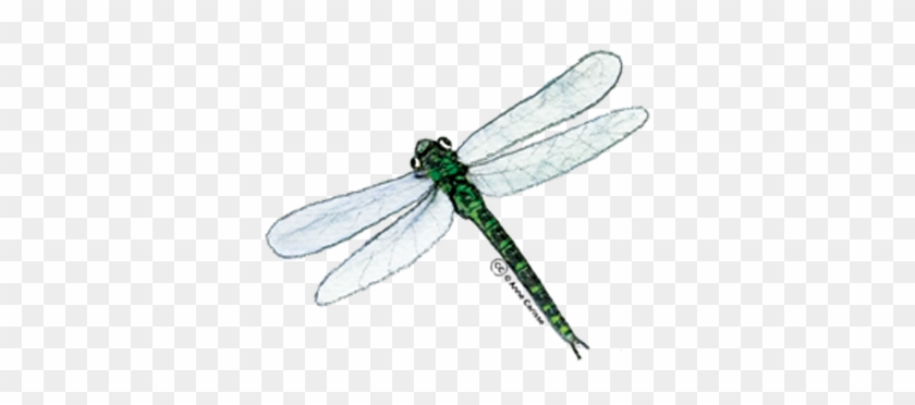 Gratuit Clipart Insectes - Hawker Dragonflies #1282404