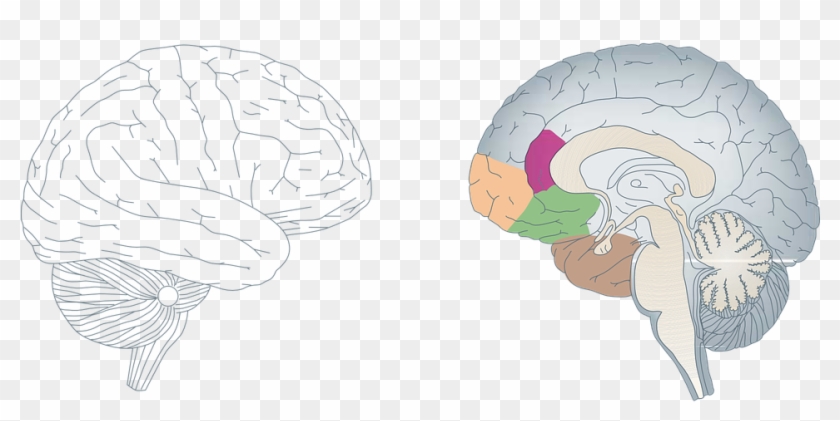 Engineering Brain Cliparts 12, Buy Clip Art - Brain #1282809