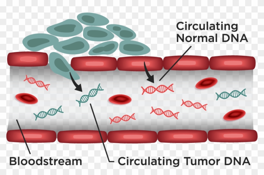 Circulating Dna - Comfort #1282829