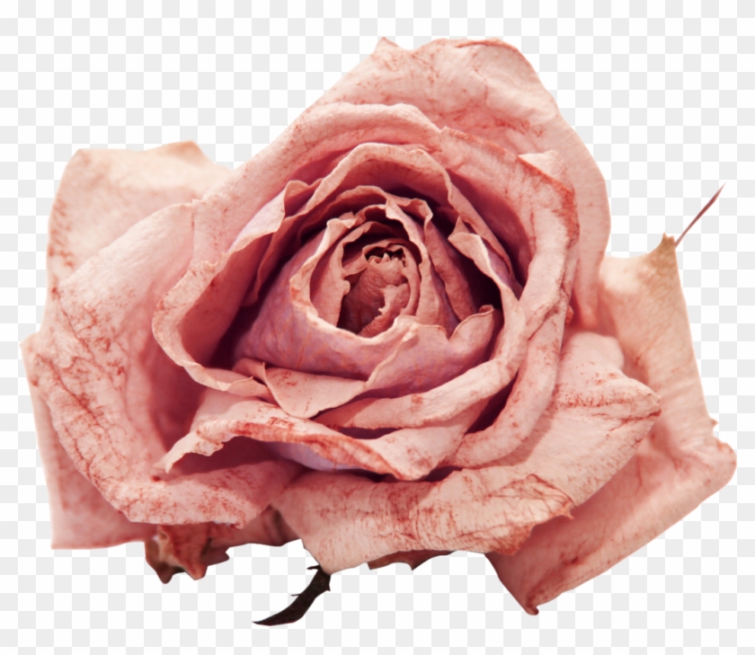 Flower Png By Violettalestrange Flower Png By Violettalestrange - Dry Rose Png #1283009