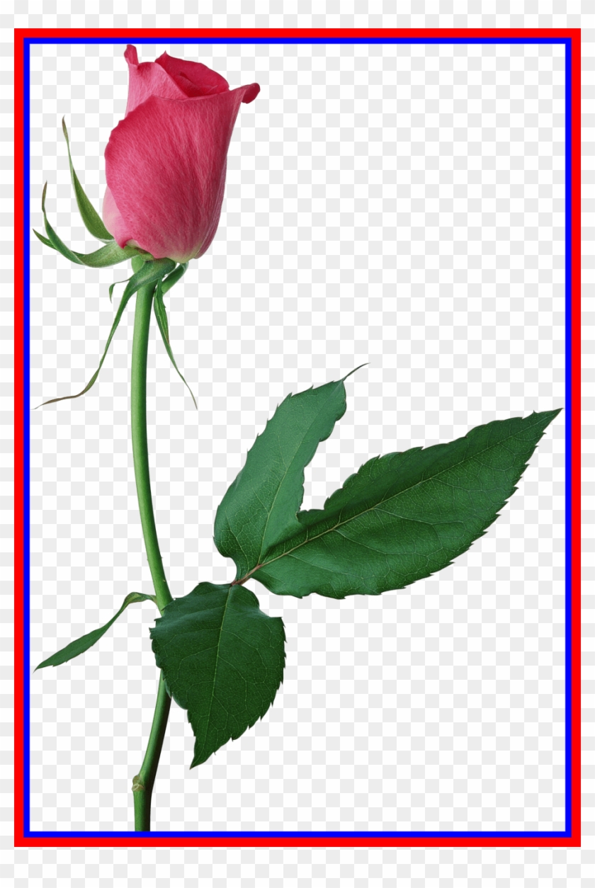 Lotus Png Lotus Flower Bud Png Astonishing Large Pink - Lots Of Heart Anniversary Card #1283796
