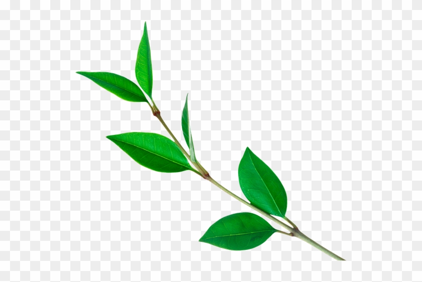 Зеленое Растение, Green Plant, Grüne Pflanze - Tea Leaf Png #1283805