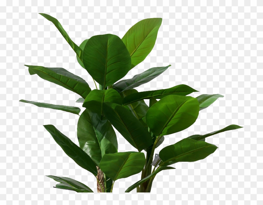 Musa Basjoo Banana Leaf Tree Plant - Banana #1284772